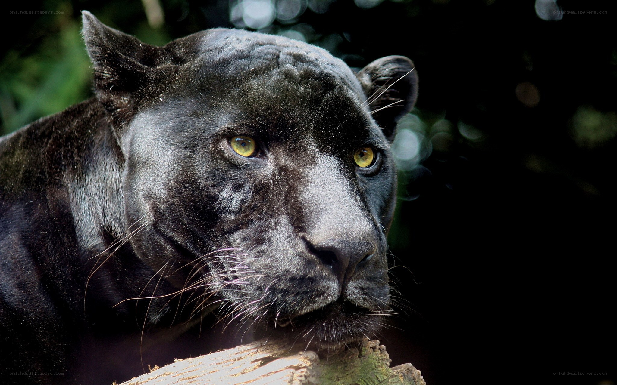 Black panther in forest