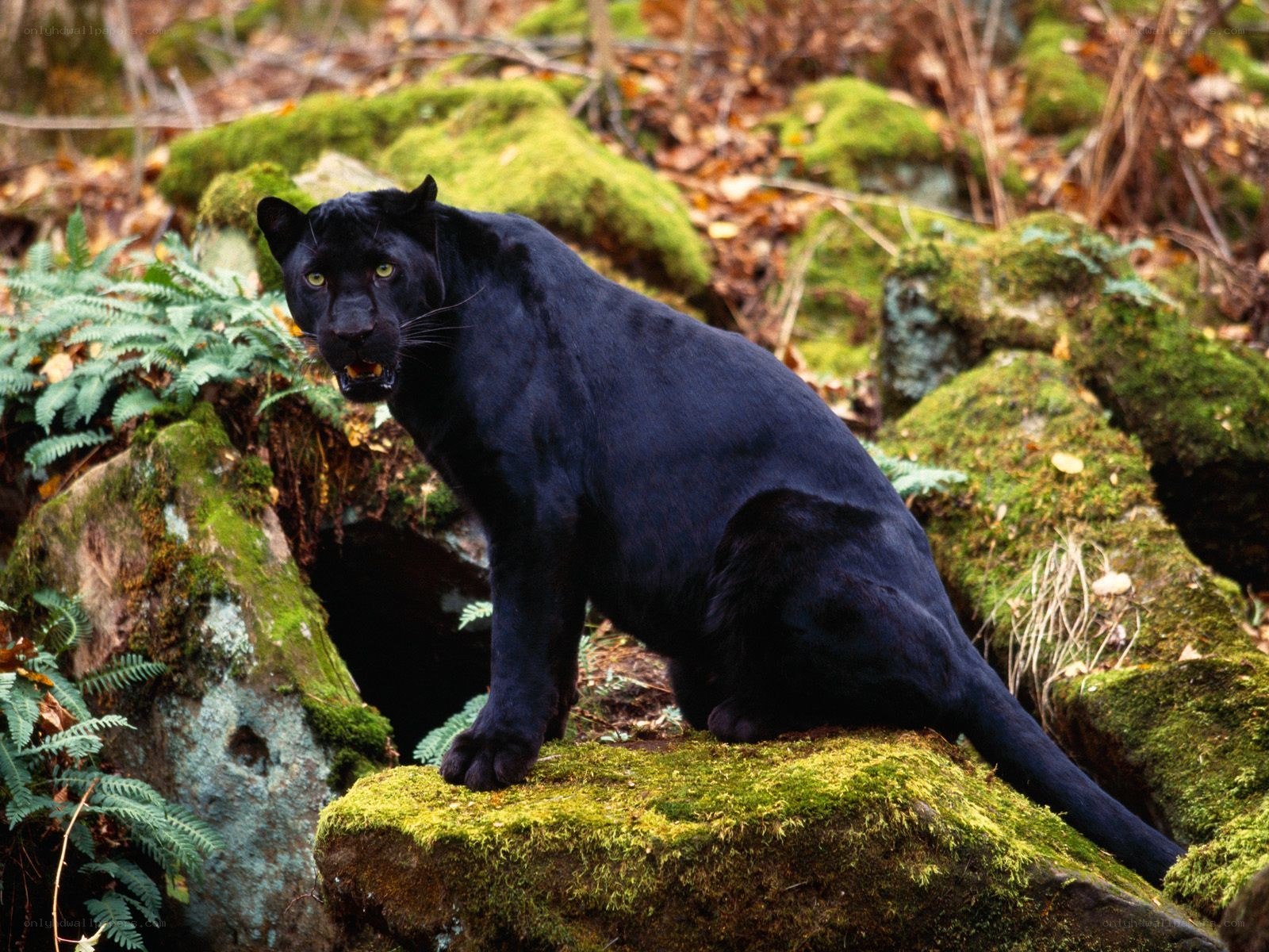 Black panther in forest