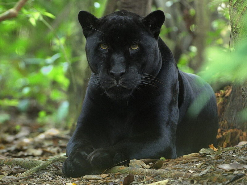 Black Panther in Forest — Alert, Afternoon, Photograph, Leaves