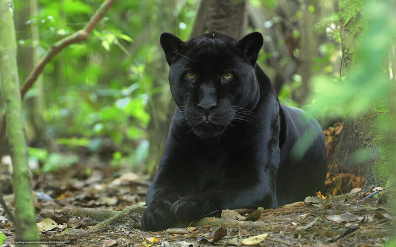 Black Panther in Forest — Alert, Afternoon, Photograph, Leaves, Tree