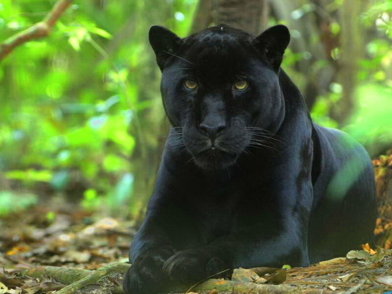 Black Panther in Forest — Alert, Afternoon, Photograph, Leaves, Trees