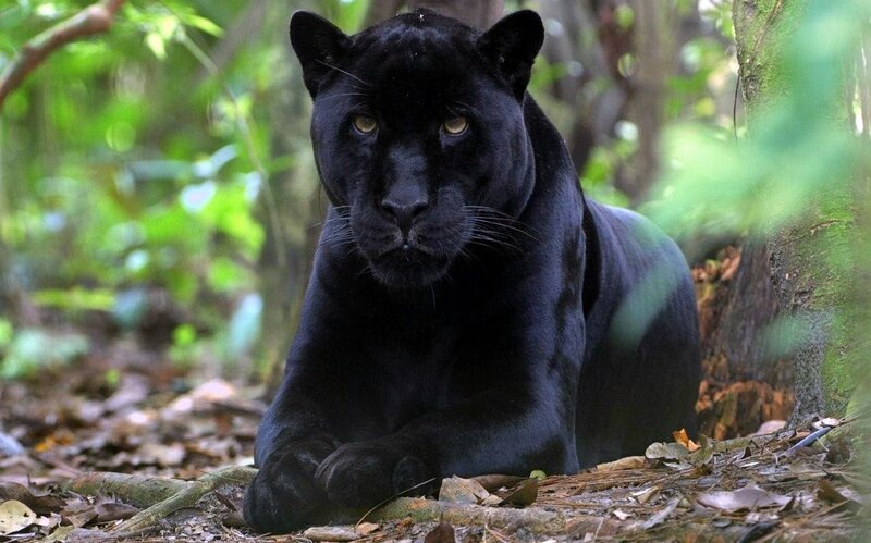 Black Panther in Forest — Alert, Afternoon, Photograph