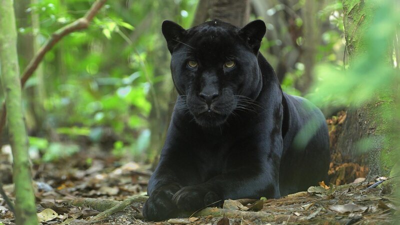 Black Panther in Forest — Alert, Afternoon, Photograph, Trees, Leaves, Green