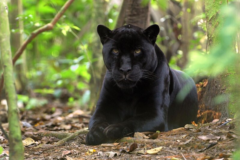 Black Panther in Forest — Alert, Afternoon, Photograph, Trees, Leaves
