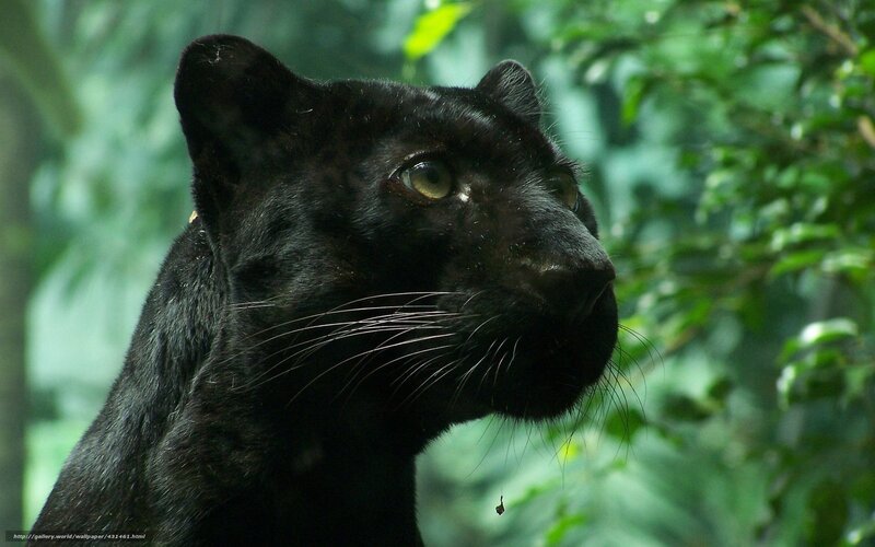Black Panther in Forest — Alert, Photograph, Leaves, Whiskers