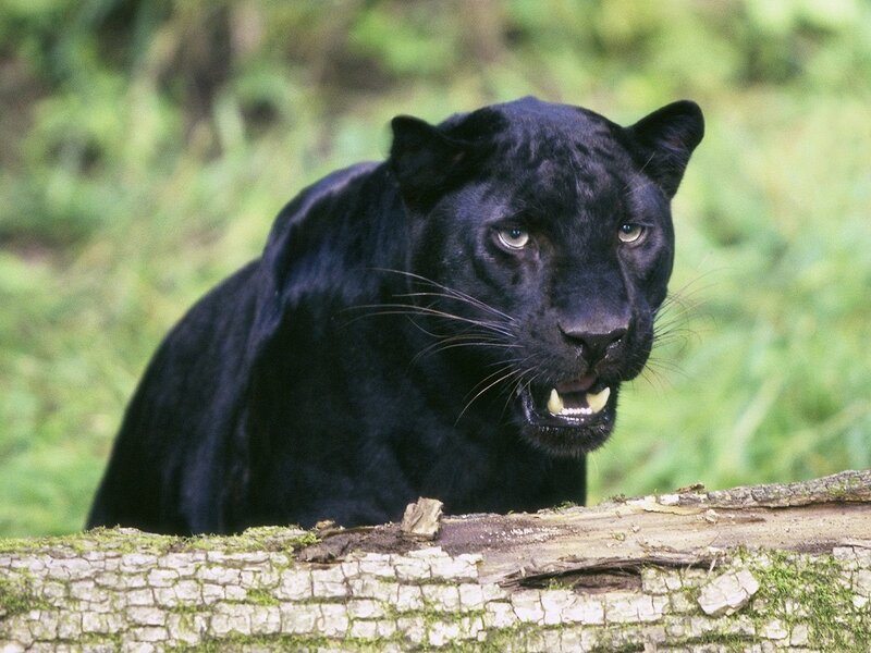 Black Panther in Forest — Alert, Photograph, Log