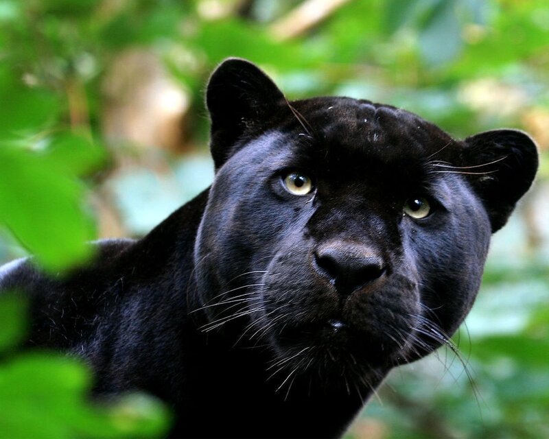 Black Panther in Forest — Alert, Photograph