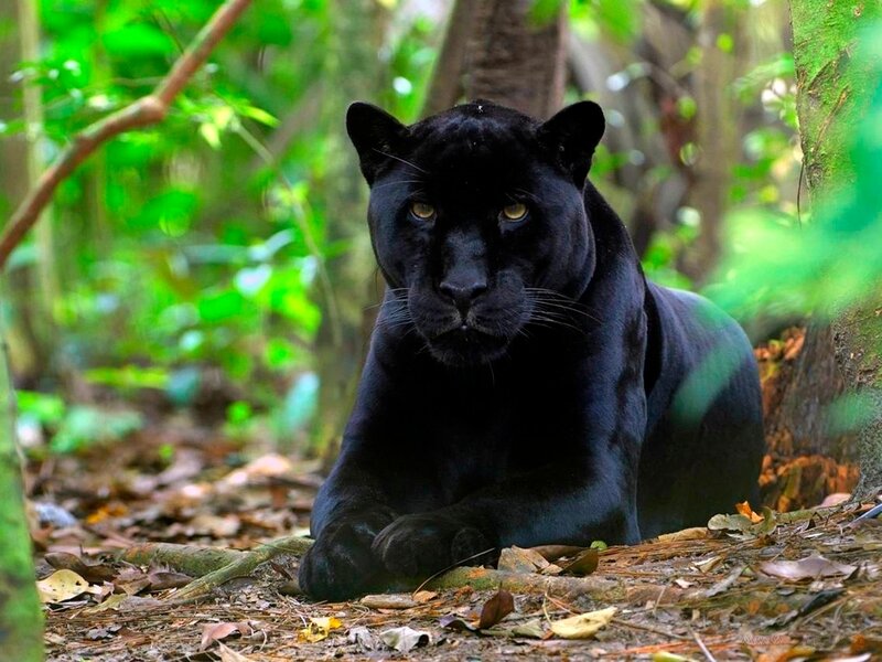 Black Panther in Forest — Alert