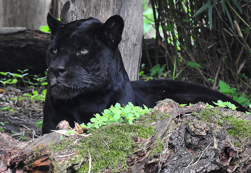 Black Panther in Forest — Calm, Afternoon