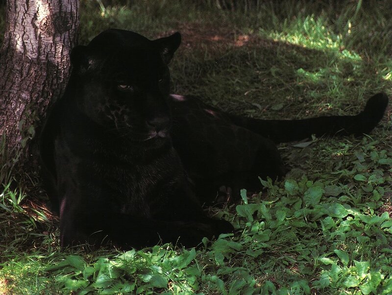 Black Panther in Forest — Calm