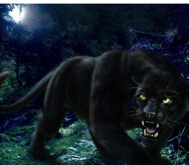 Black Panther in Forest — Dark