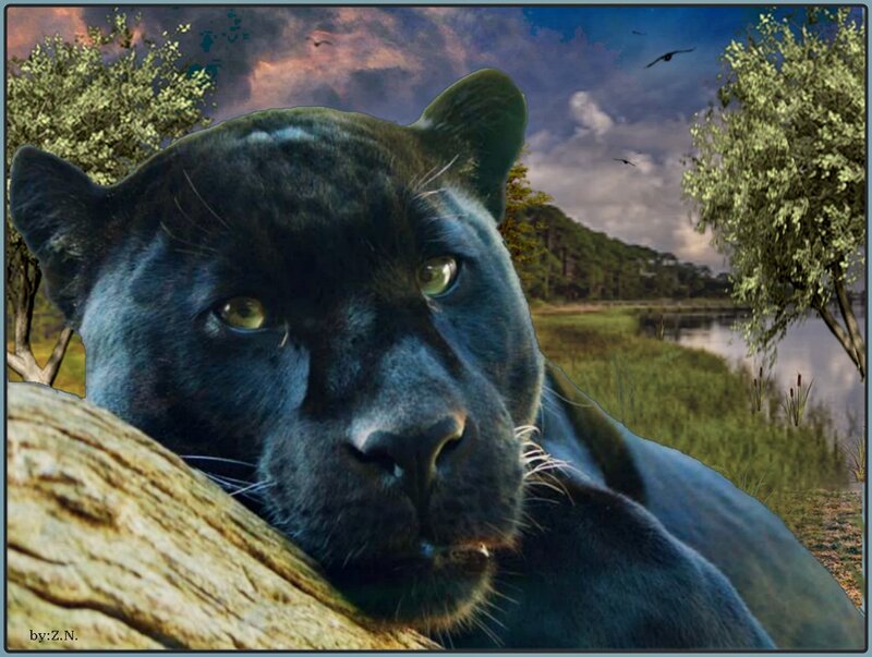 Black Panther in Forest — Dramatic, Sunset