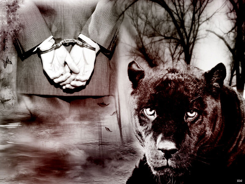 Black Panther in Forest — Dramatic