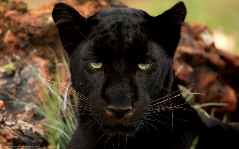 Black Panther in Forest — Intense, Photograph, Grass