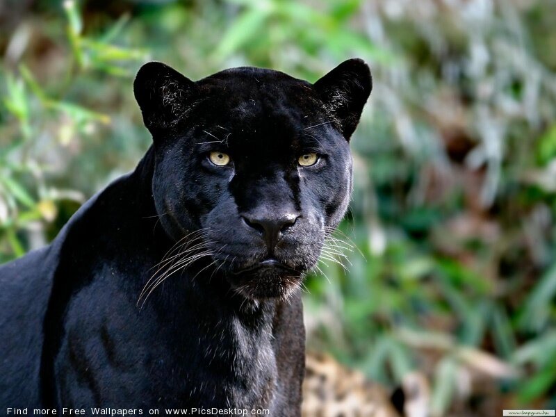 Black Panther in Forest — Intense, Photograph, Greenery, Green