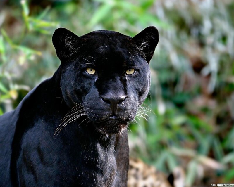 Black Panther in Forest — Intense, Photograph, Greenery