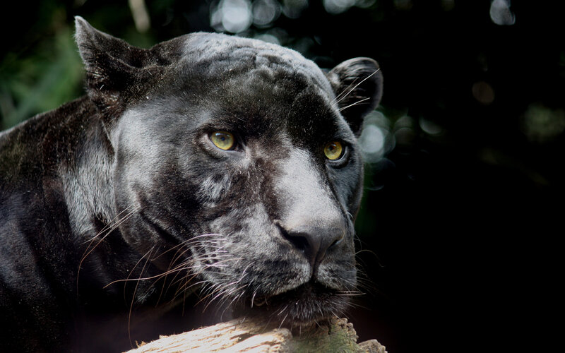 Black Panther in Forest — Intense, Photograph, Log