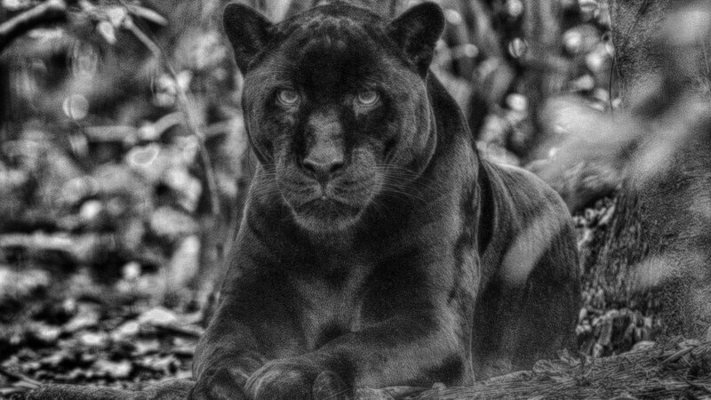 Black Panther in Forest — Intense, Photograph, Trees