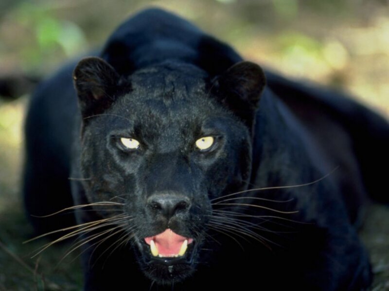 Black Panther in Forest — Intense