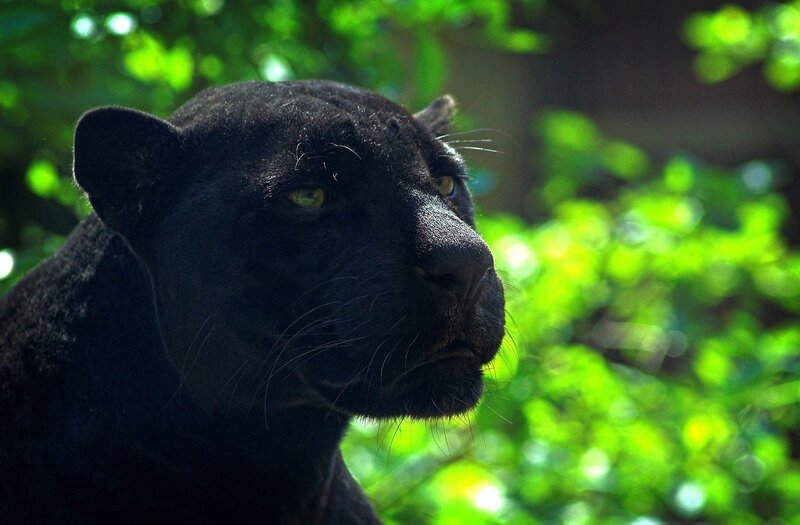 Black Panther in Forest — Natural