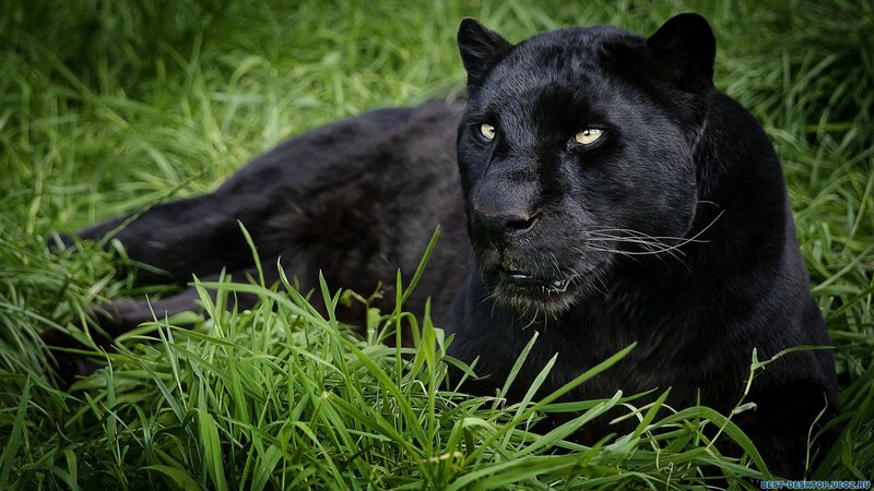 black panther in grass