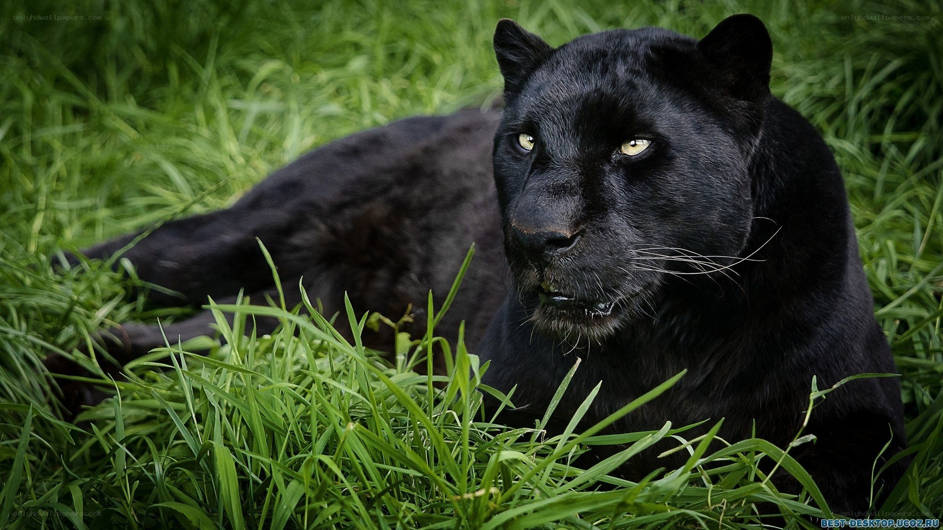 black panther in grass