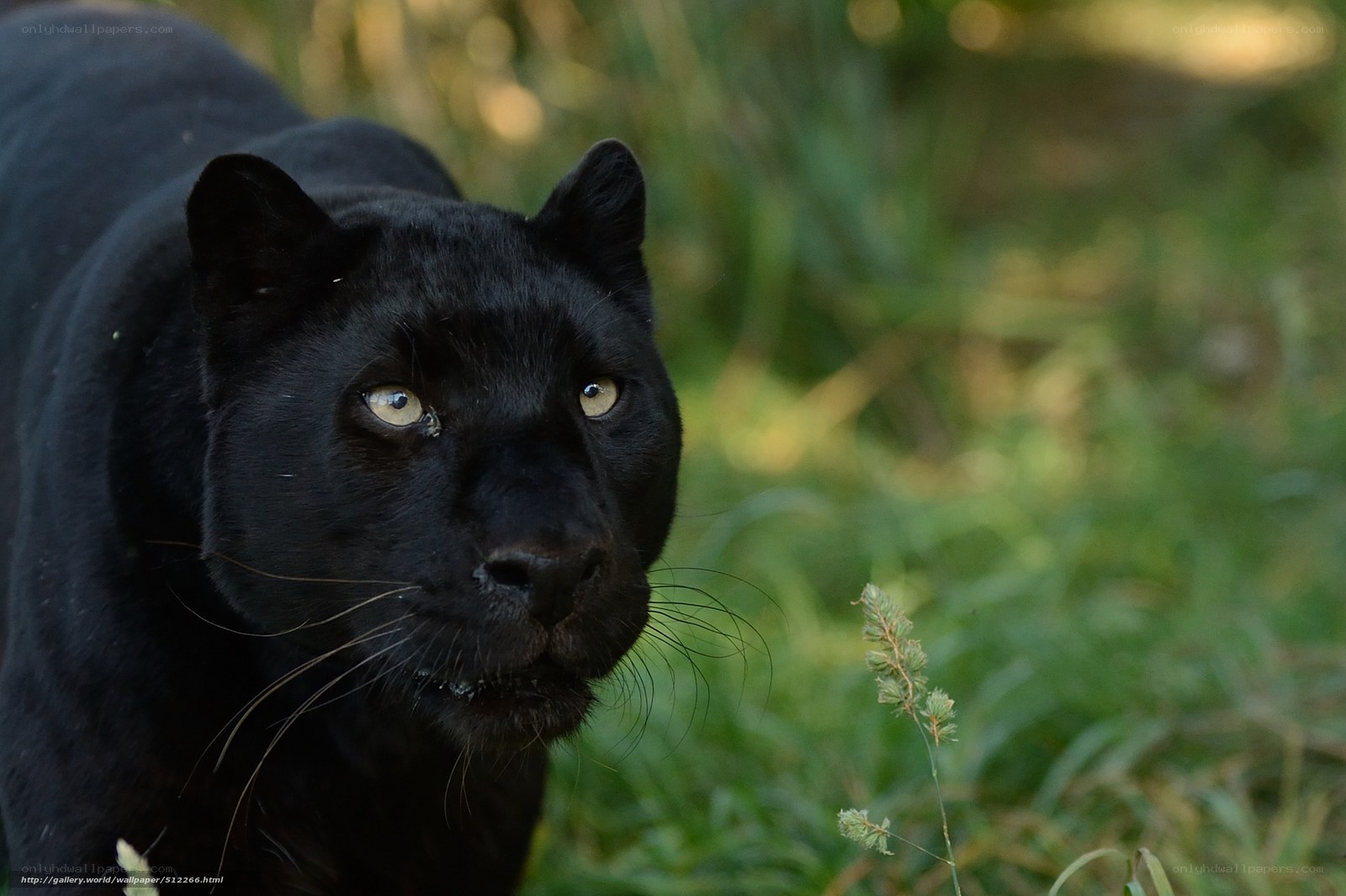 Black panther in grass
