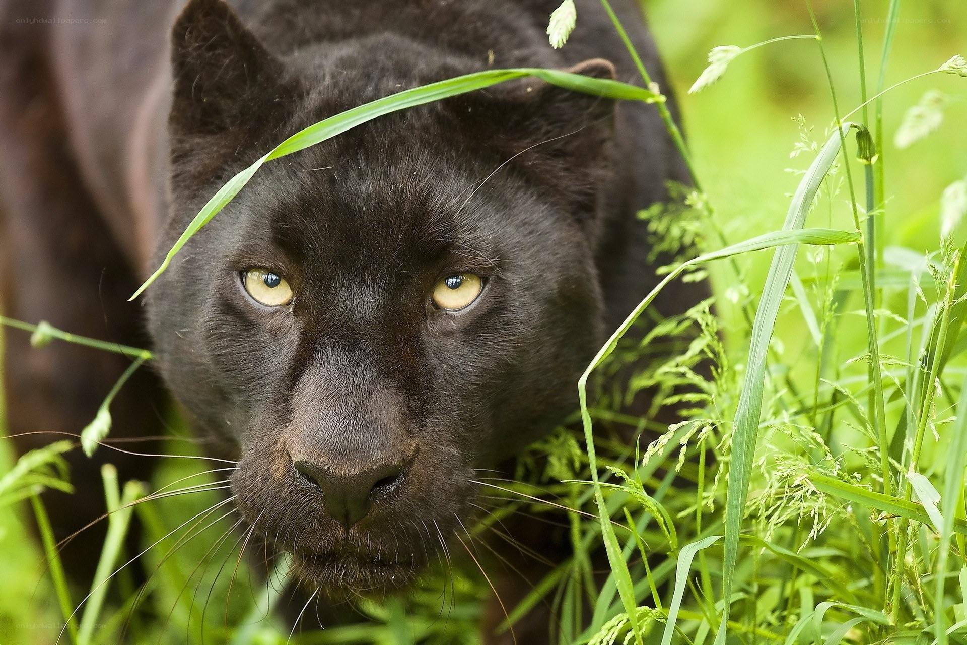 Black panther in grass