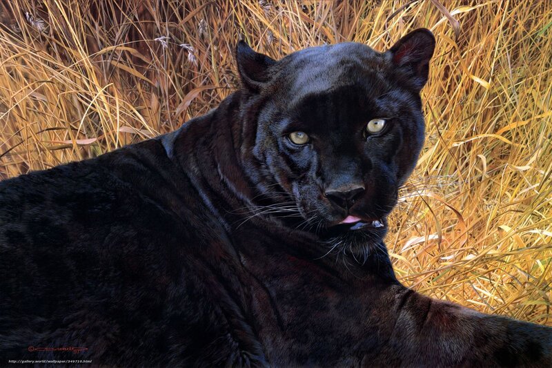 Black Panther in Grass — Alert, Afternoon, Digital Art