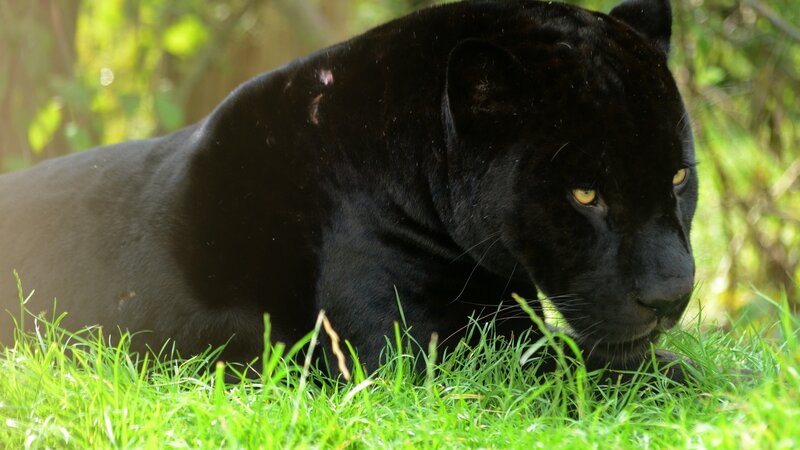 Black Panther in Grass — Alert, Afternoon, Photograph