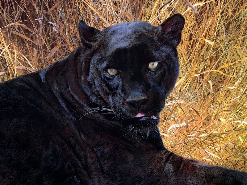 Black Panther in Grass — Alert, Afternoon