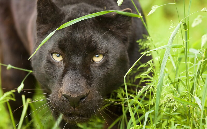 Black Panther in Grass — Alert, Photograph, Eyes