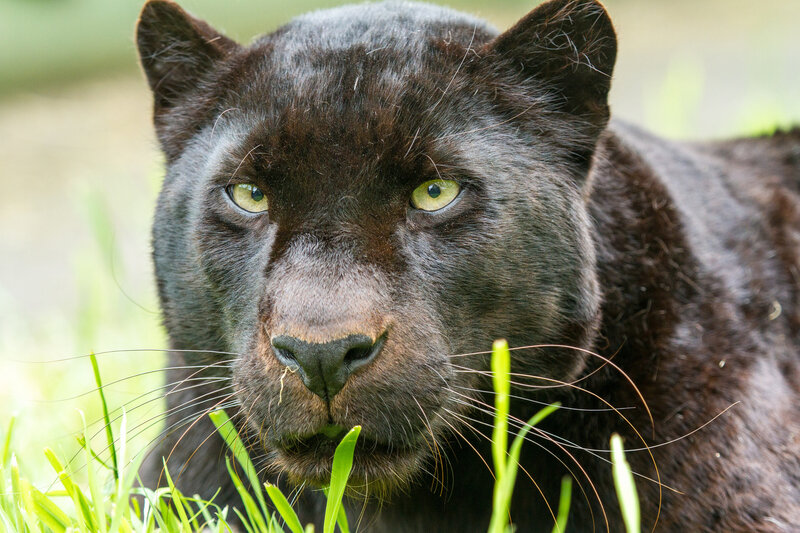 Black Panther in Grass — Alert, Photograph, Eyes, Whiskers
