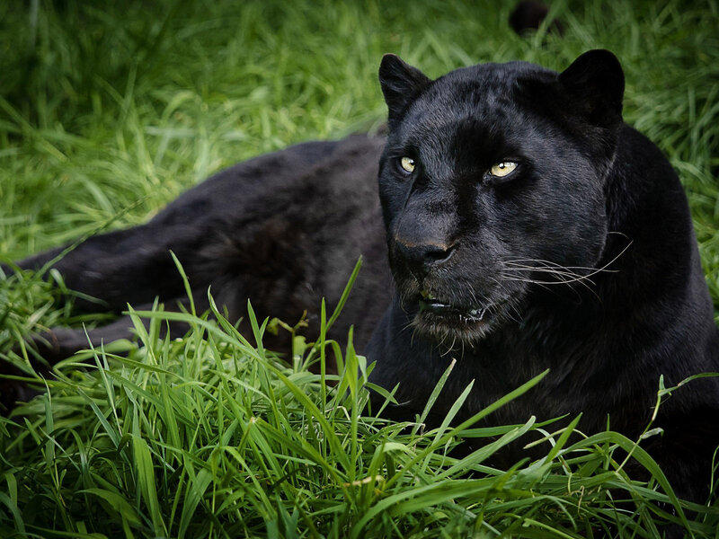 Black Panther in Grass — Alert, Photograph
