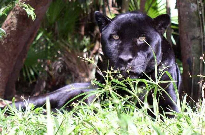 Black Panther in Grass — Alert