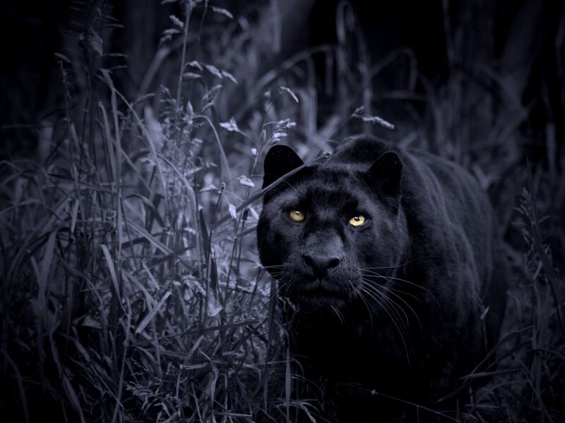 Black Panther in Grass — Dark