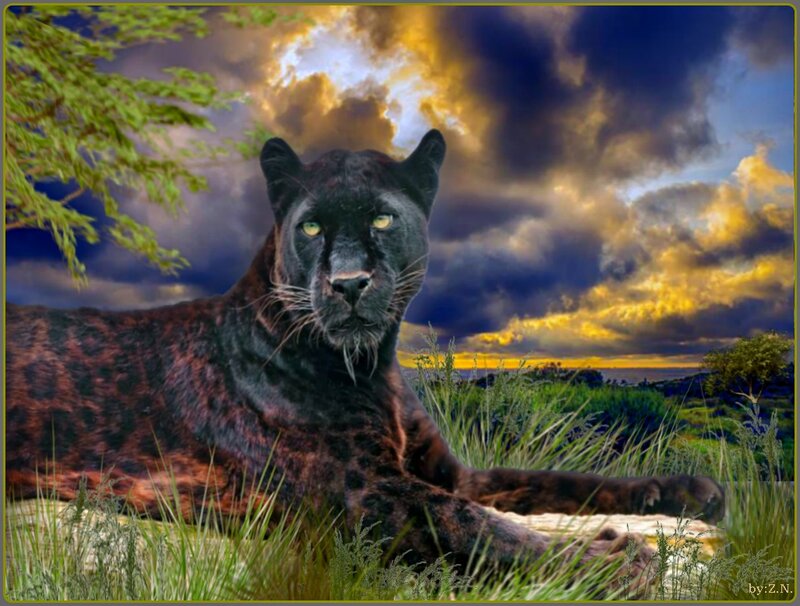 Black Panther in Grass — Dramatic