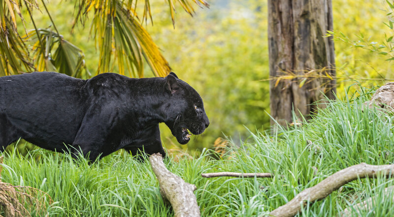Black Panther in Grass — Green, Alert