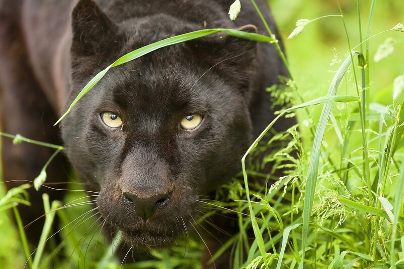 Black Panther in Grass — Intense, Photograph, Eyes