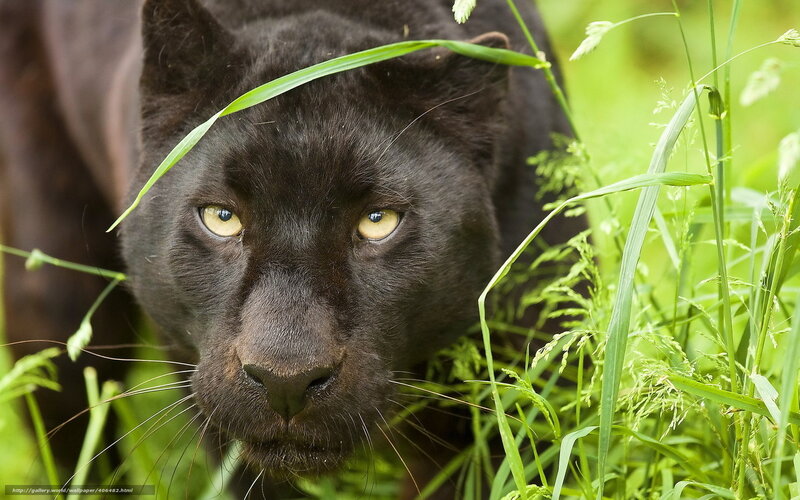 Black Panther in Grass — Intense, Photograph