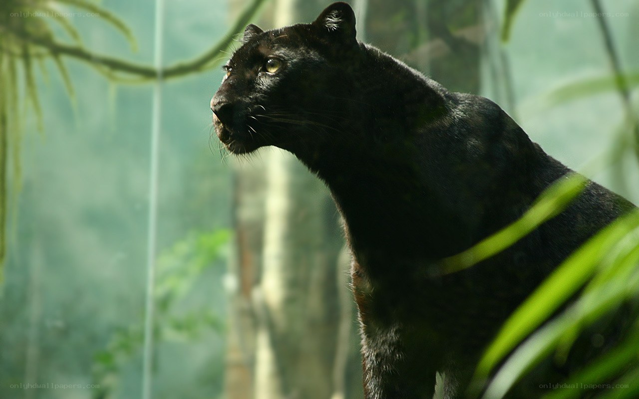 black panther in jungle