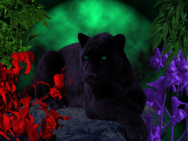 black panther in jungle