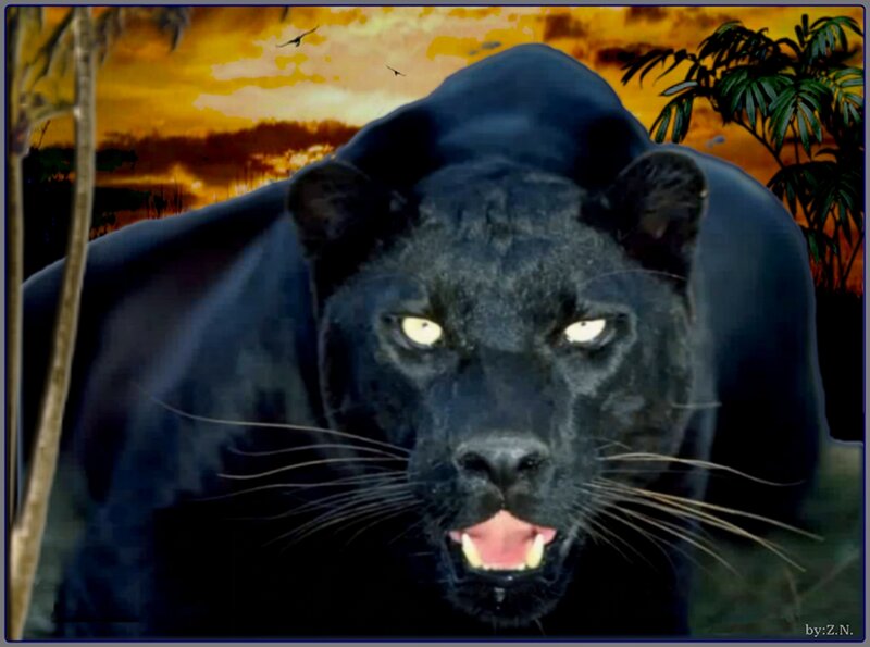 Black Panther in Jungle — Dramatic
