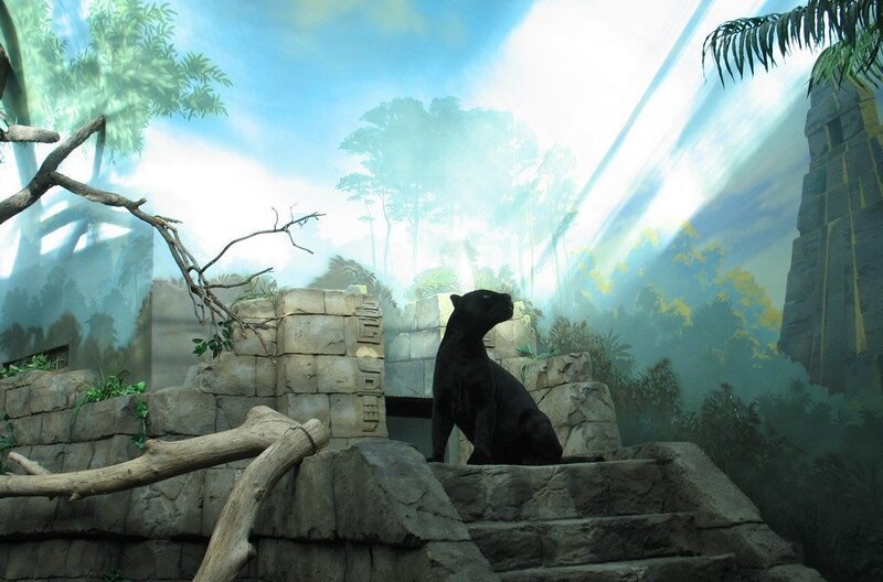 Black panther in jungle exhibit