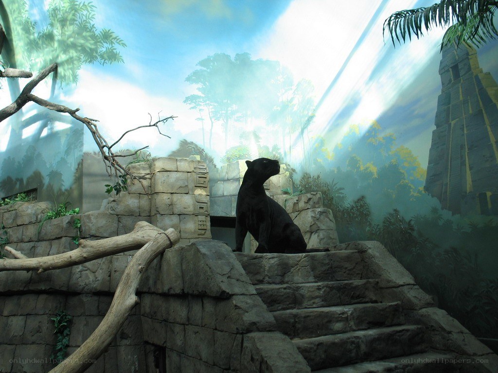 Black panther in jungle exhibit