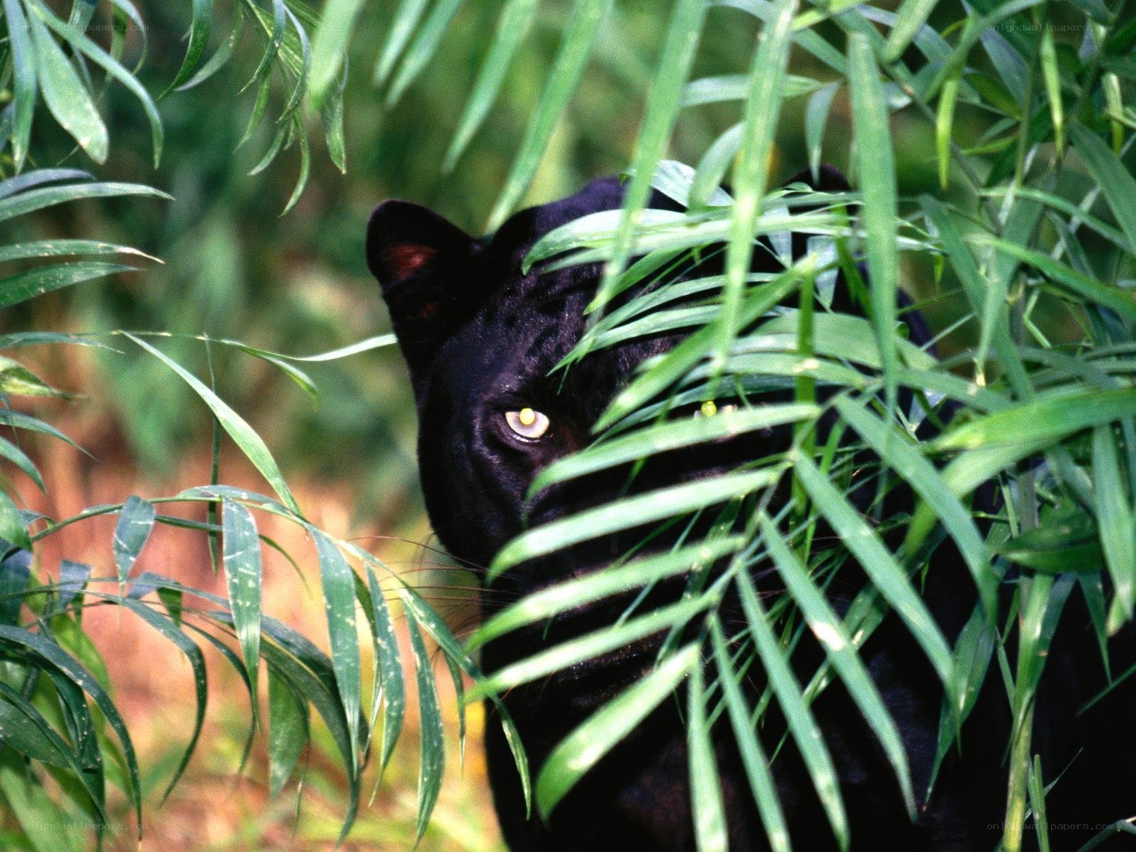 Black panther in jungle foliage