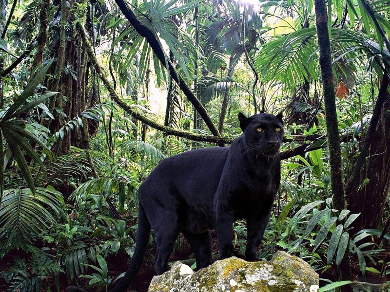 Black Panther in Jungle — Green
