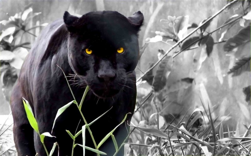 Black Panther in Jungle — Intense