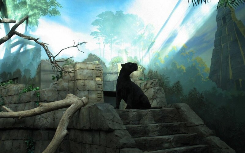Black panther in jungle temple