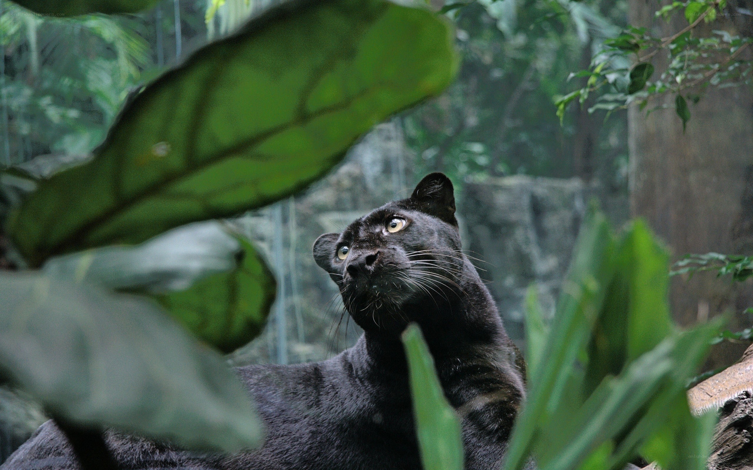Black panther in jungle